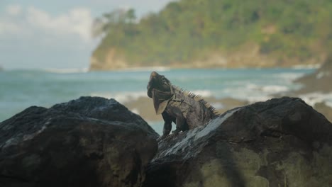 black iguana basking in sun on rock near coast of costa rica