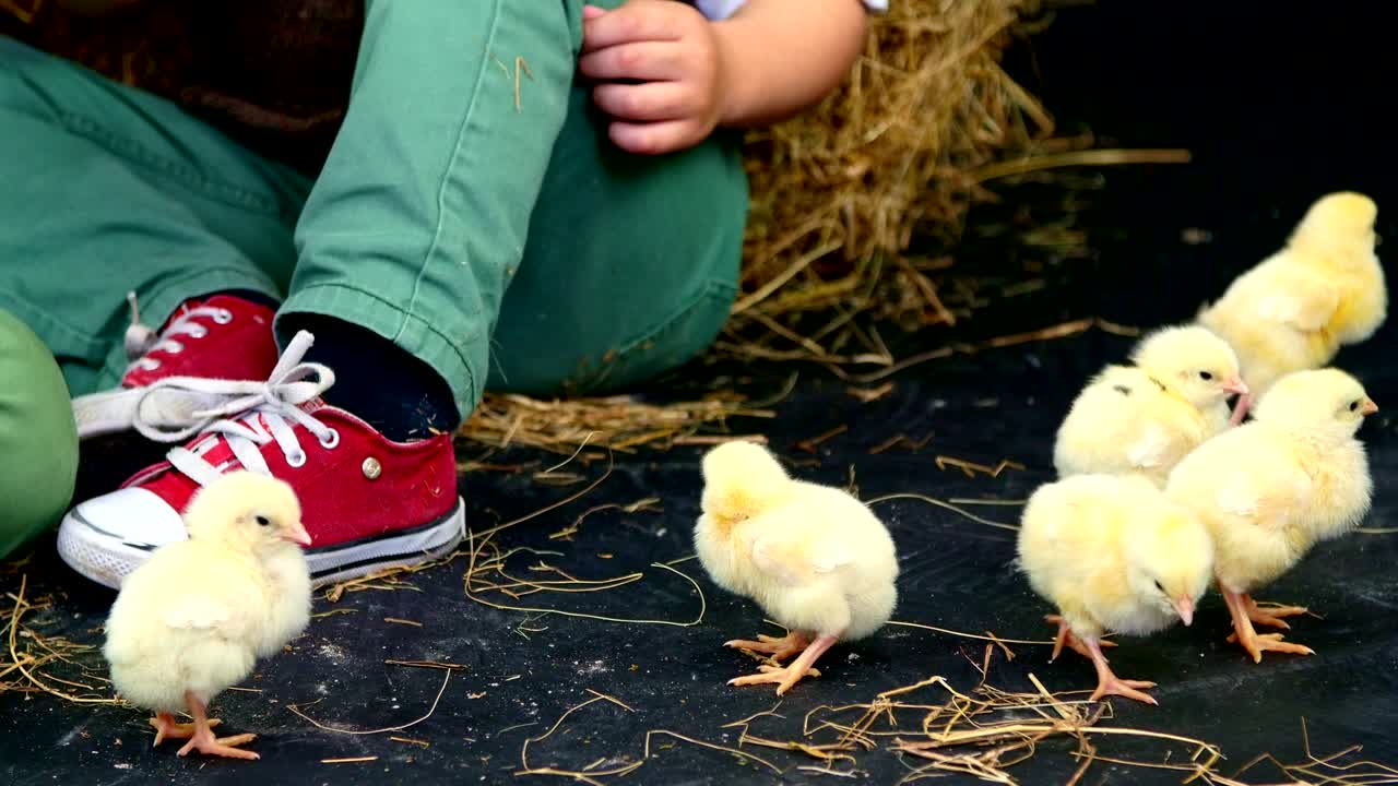 primer plano. dos niños de la aldea, vestidos con estilo, jugando con patitos y pollos, en el fondo un pajar. zapatillas rojas