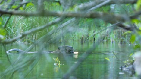 Mittlere-Aufnahme-Eines-Bibers,-Der-In-Einem-Teich-Frisst