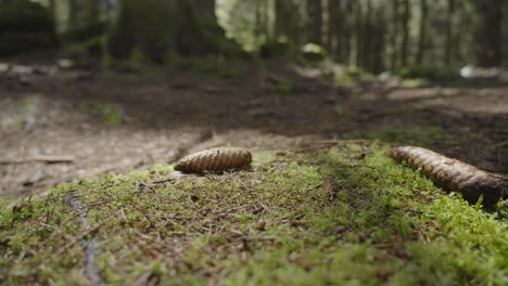 Woman-walking-barefoot-on-the-ground-in-a-forest