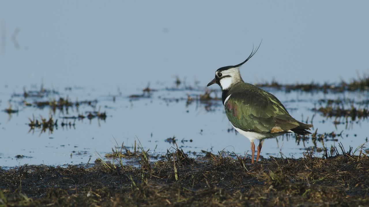 Lapwing feeding in flooded meadows during spring migration in early morning light