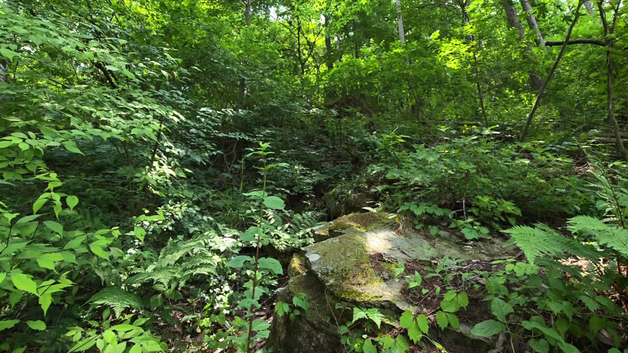 Camera tilts up from a close-up of mossy rock and leafy plants to reveal a lush, sunlit forest at Maninsan Ecological Park.