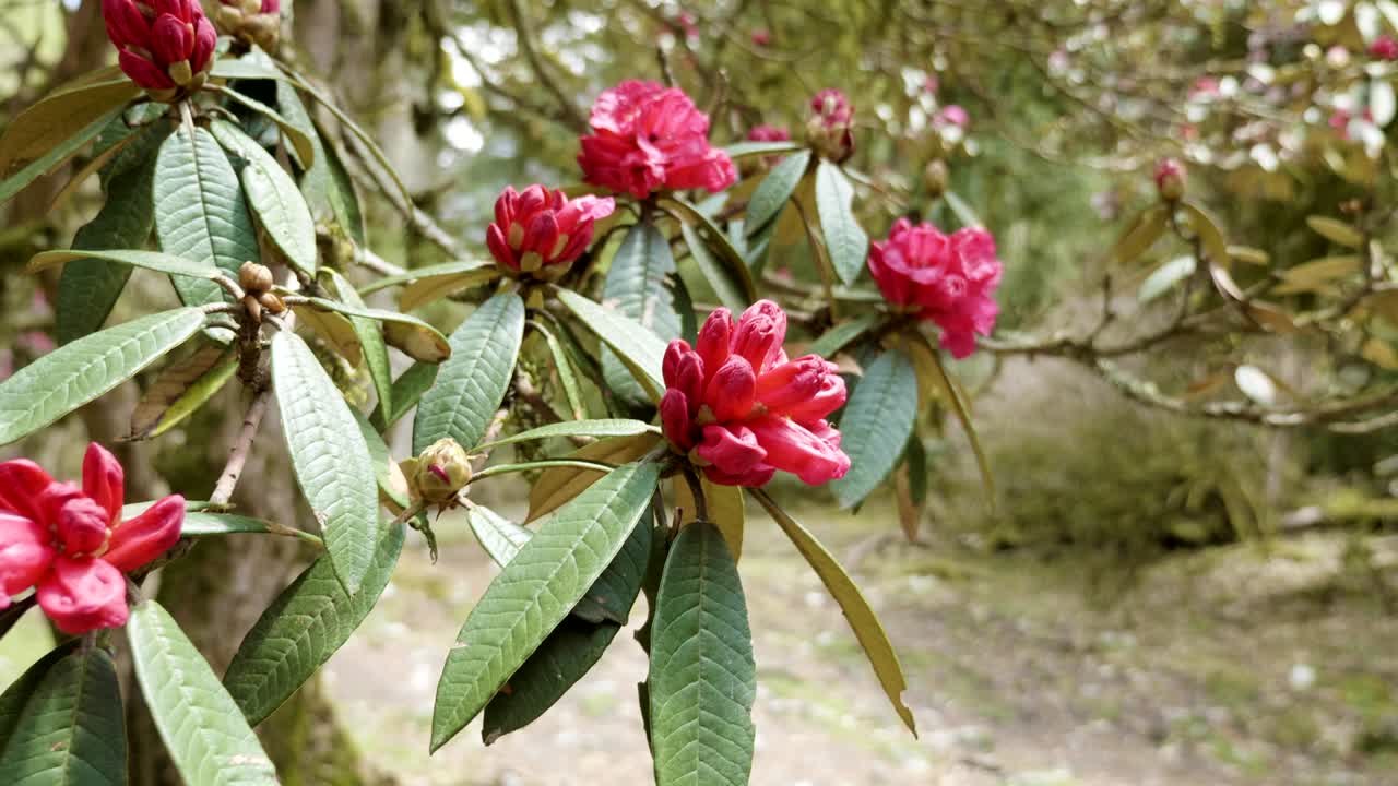 Rhododendron flower near Annapurna, Nepal.