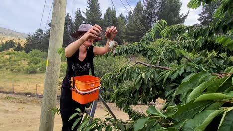 scared woman tries to save a bird stuck in protection net on plantation