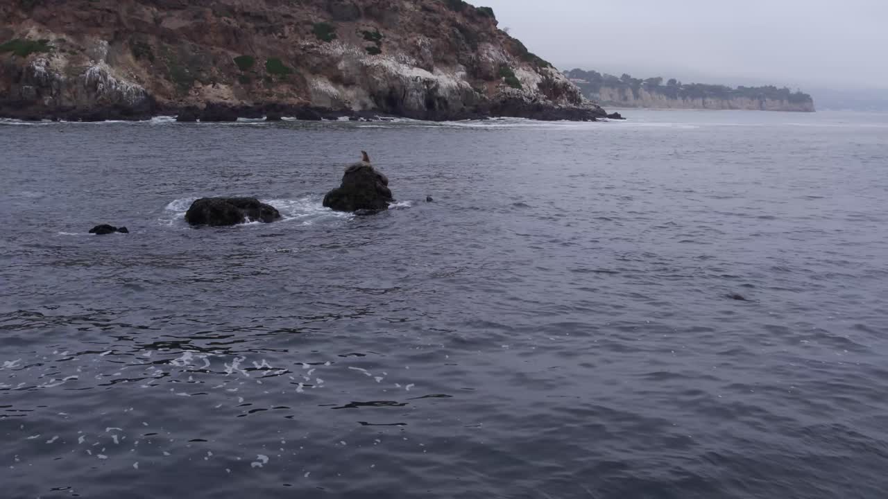 одинокая скала в тихом океане у побережья малибу служит местом отдыха для пары морских львов.