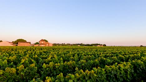 vineyards at sunset in saint emilion, france