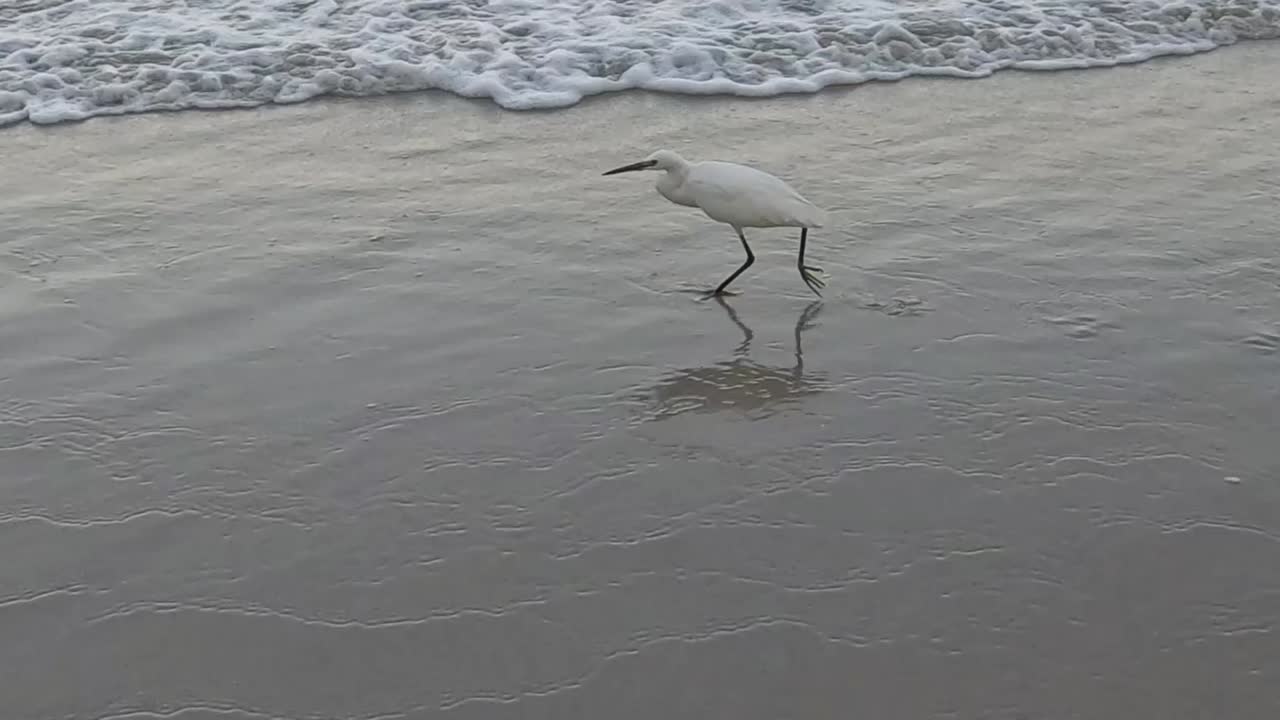 A seabird strolls and wades through shallow waves on a tranquil beach, capturing serene coastal moments.