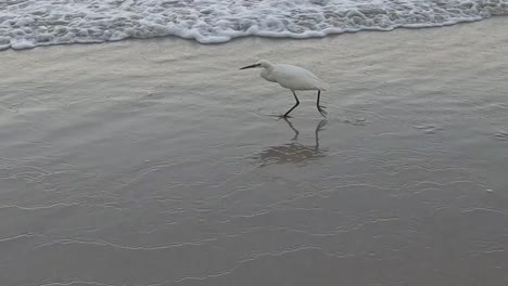 a seabird strolls and wades through shallow waves on a tranquil beach, capturing serene coastal moments.