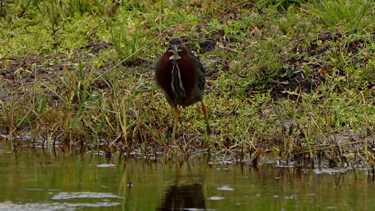 Green heron fluffs its feather after a rainfall