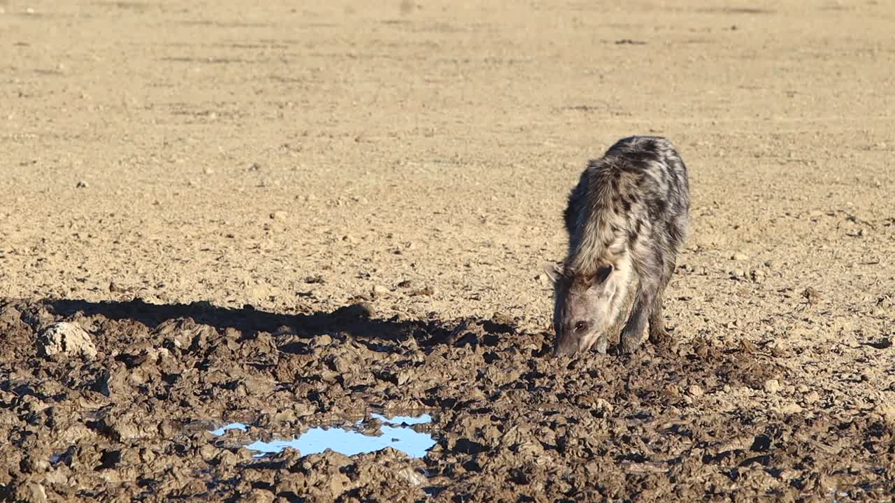 hiena manchada sarnosa bebiendo agua turbia en el desierto de kalahari