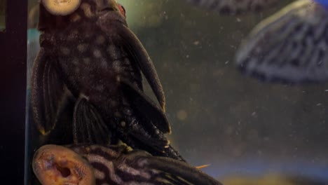 extreme close up of black and grey striped suckermouth catfish common pleco royal panaque sucking onto the side of a glass aquarium