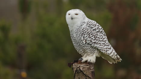 snowy owl perched on a tree stump