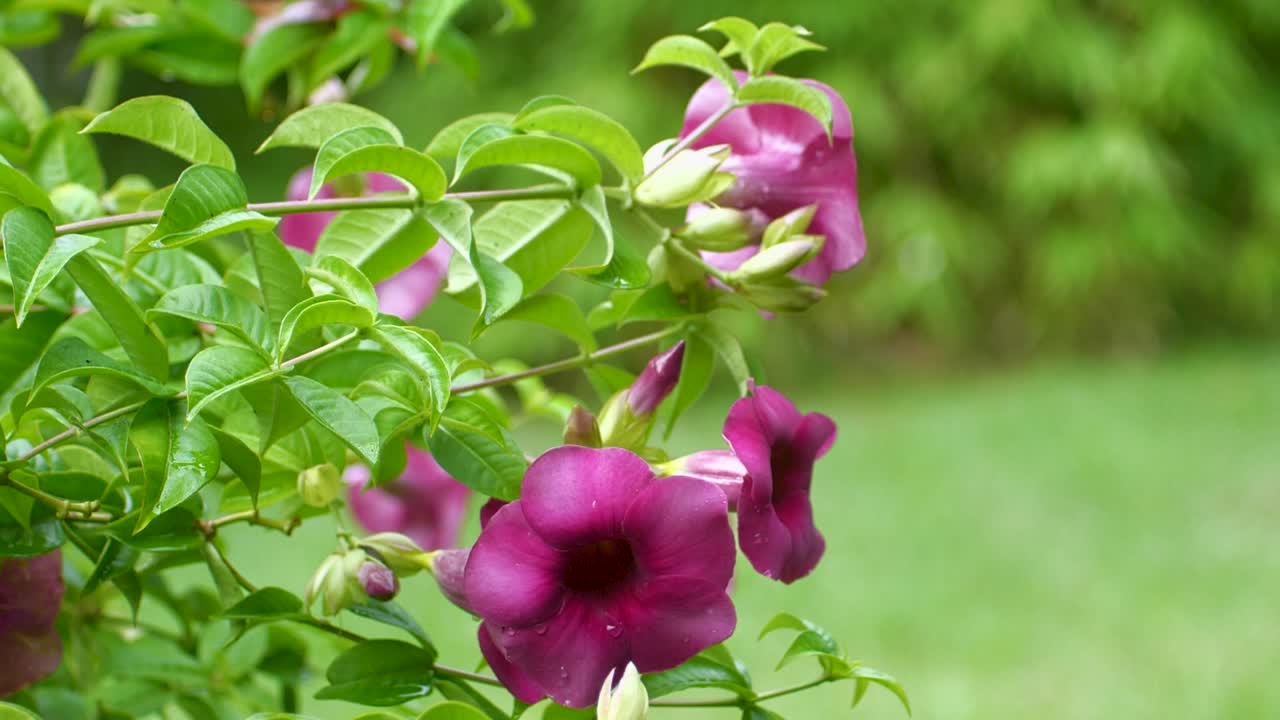 primavera brillante flor morada y rosa durante la primavera y el verano en hawaii | leigh