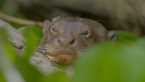 Riesenotter,-Nahaufnahme,-Schläfrig,-Die-Augen-Schließend,-In-Brasilien