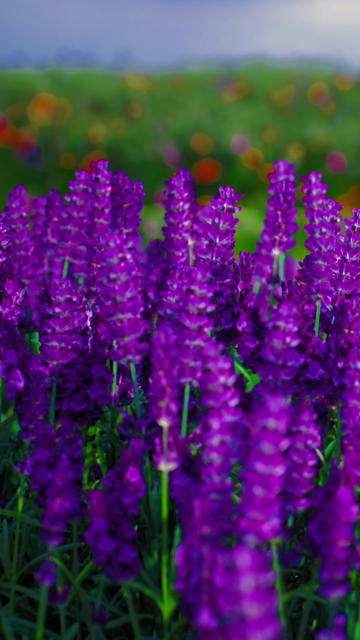 Vibrant purple flowers bloom in a sunny garden during the spring season