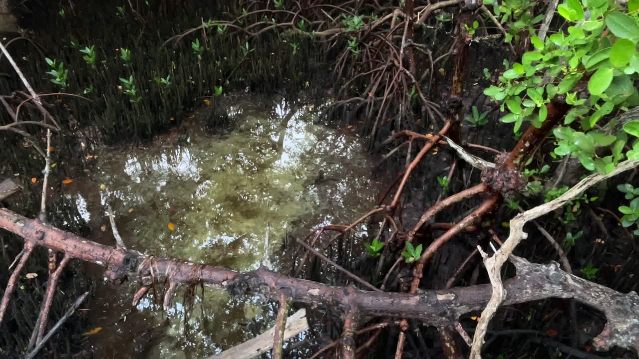 Red and black Mangrove trees in Florida along the Gulf of Mexico coast