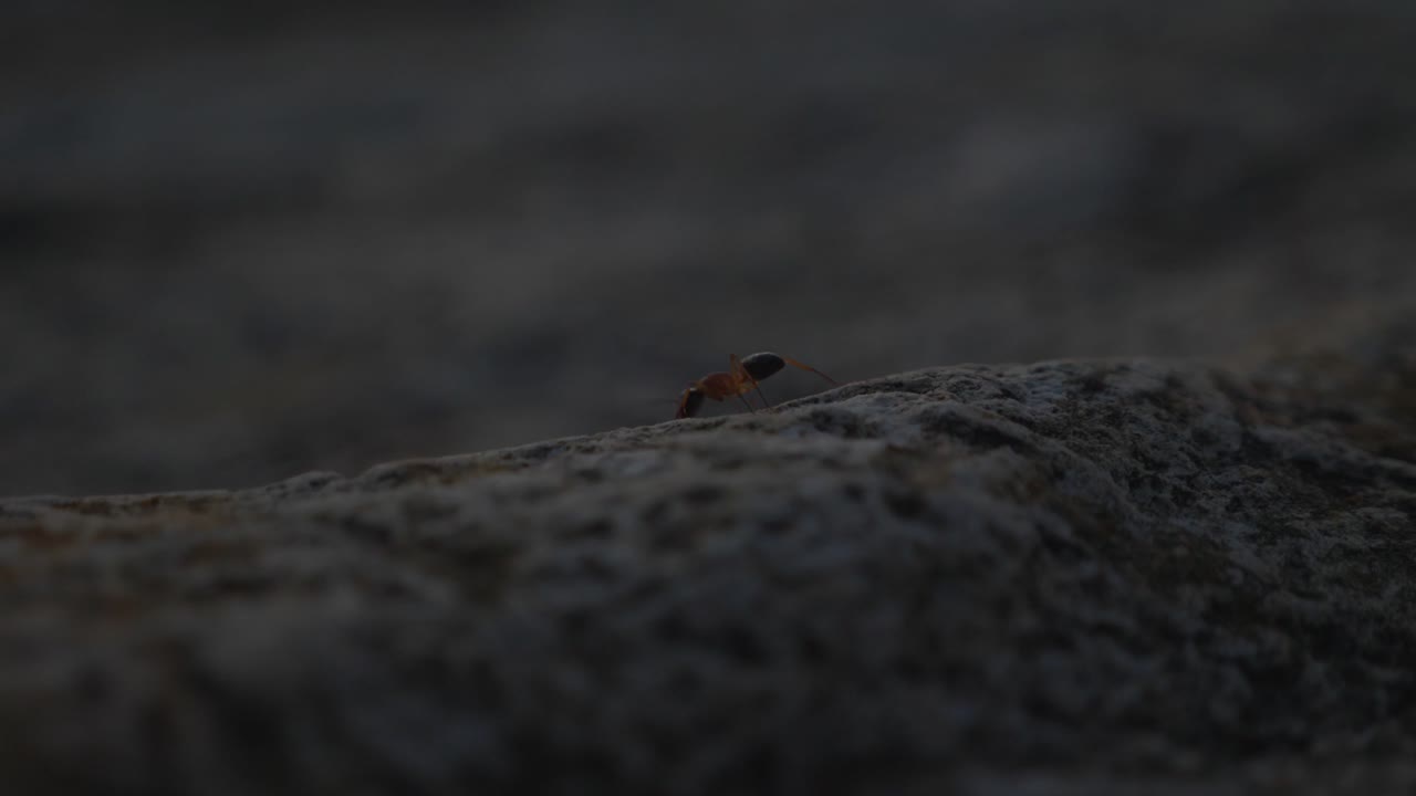 황혼 동안 바위를 따라 줄무늬 설탕 개미를 따라 매크로 샷