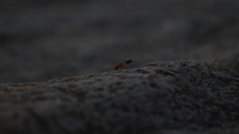 Macro-shot-following-banded-sugar-ant-along-rocks-during-dusk