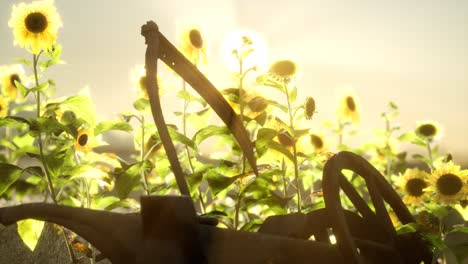 old vintage style scythe and sunflower field