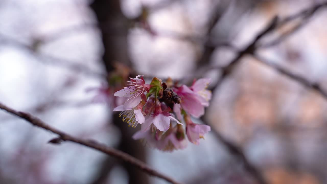 바람에 천천히 흔들리는 단일 매화 꽃잎의 클로즈업