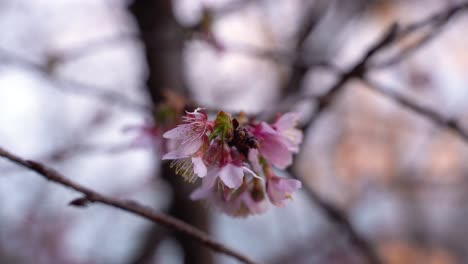 Nahaufnahme-Eines-Einzelnen-Pflaumenblütenblattes,-Das-Langsam-Im-Wind-Weht