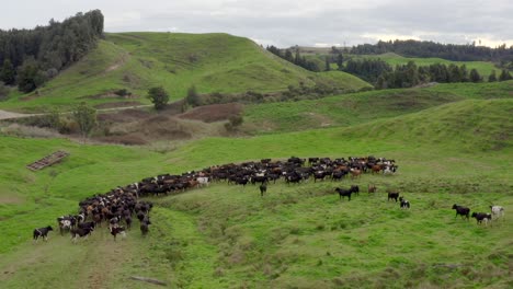 cows moving together in herd in grass landscape, new zealand