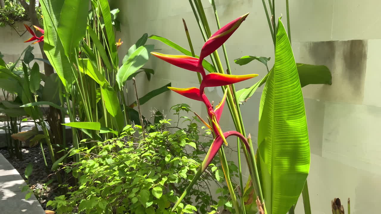Bright Heliconia Flower In Garden Of Jivana Resort,  Kuta Lombok In Indonesia. Circle Dolly