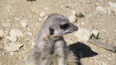 Meerkat---Suricata-suricatta-standing-on-a-stone-guarding-the-surroundings-in-sunny-weather