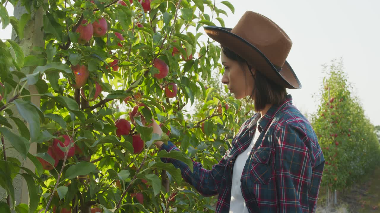 Donna che raccoglie mele nel frutteto