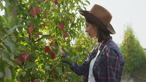 woman picking apples in orchard