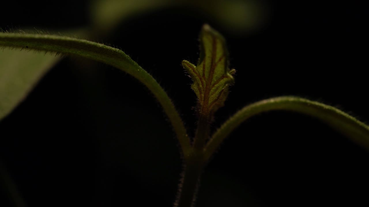 la parte superior de las plántulas de tomate desaparece en la oscuridad cuando se apagan las luces