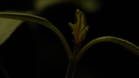 the top of tomato seedling disappears in the darkness when lights go out