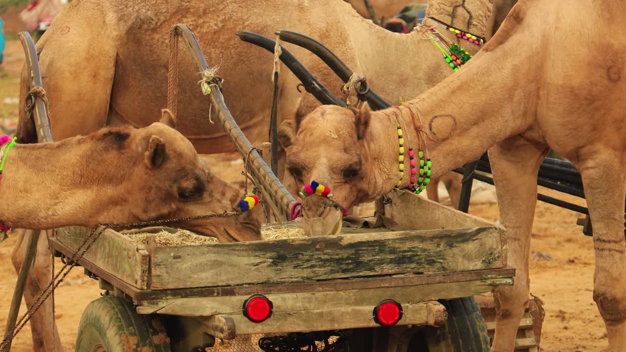 camellos en cámara lenta en la feria de pushkar, también llamada feria de camellos de pushkar o localmente como kartik mela es una feria anual de varios días de ganado y cultural que se celebra en la ciudad de pushkar rajasthan, india.