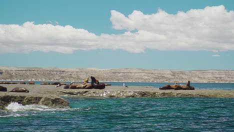 Grupo-De-Leones-Marinos-Descansando-En-La-Costa-Patagónica-En-Un-Día-Soleado---Toma-Aérea-De-Drones