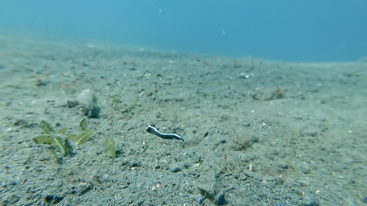 먹이를 혼동하기 위해 끊임없이 움직이는 작은 흑백 청소년 sweetlips