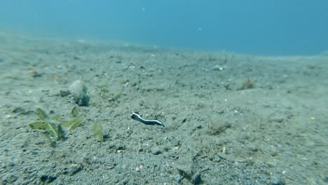 a-small-black-and-white-juvenile-sweetlips-constantly-moving-to-confuse-it's-prey