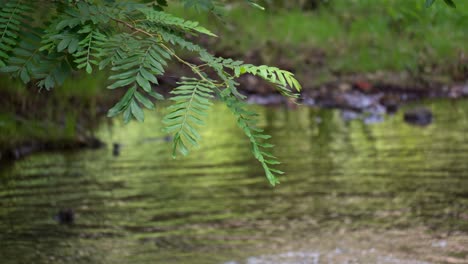 rama de árbol de acacia colgando sobre el agua del arroyo en el bosque salvaje de la selva al atardecer