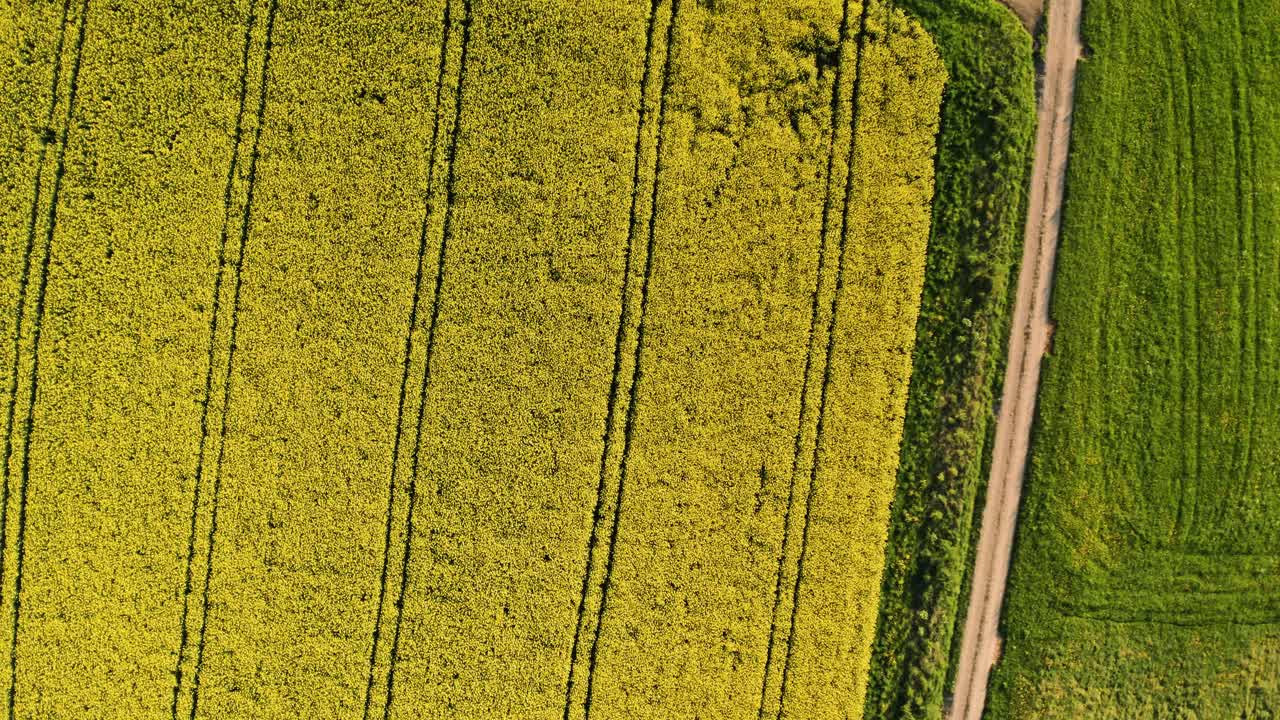 스위스 시골의 작은 마을에 있는 봄 노란 꽃과 함께 유채밭에 있는 트랙터 라인의 공중 하향식 전망