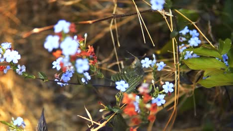 flores azules y rojas con hojas verdes en un árbol