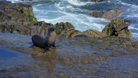 Lone-California-Sea-Lions-on-Rocks-in-La-Jolla-California-with-Ocean-Waves-Crashing