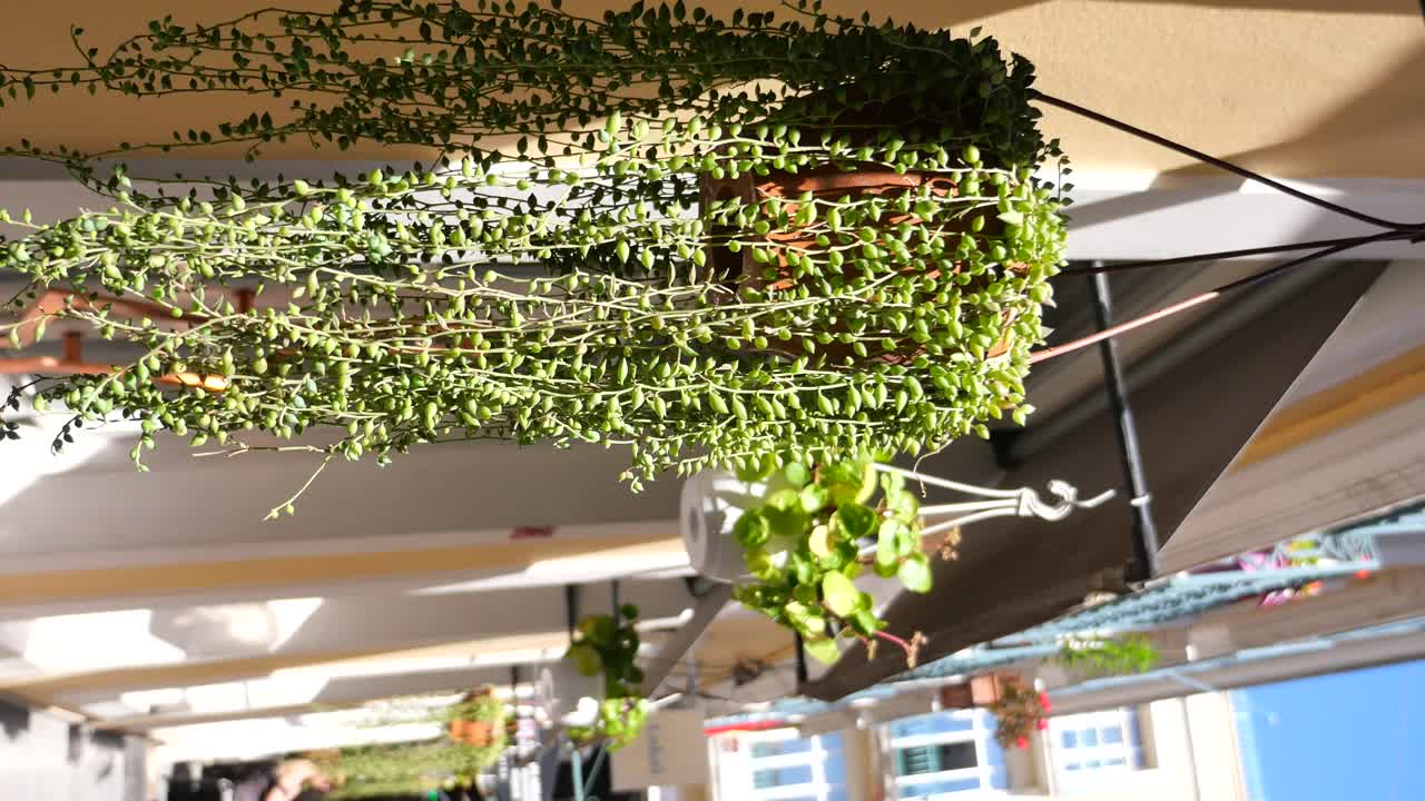 Hanging String of Pearls Succulent