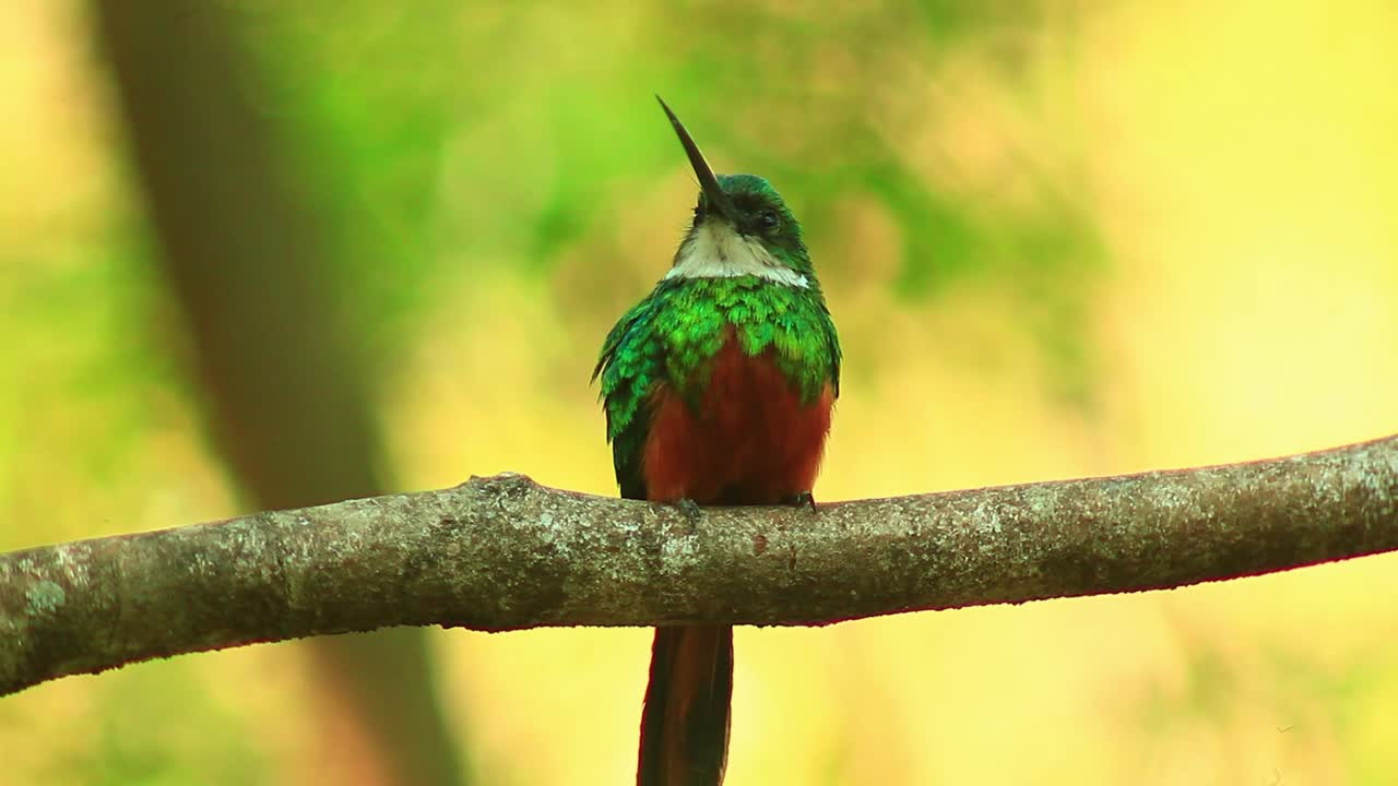 jacamar de cola rufosa solitaria pequeño pájaro en el bosque tropical brasileño