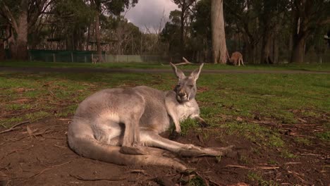 Large-grey-kangaroo-sitting-in-the-dirt-looking-at-the-camera