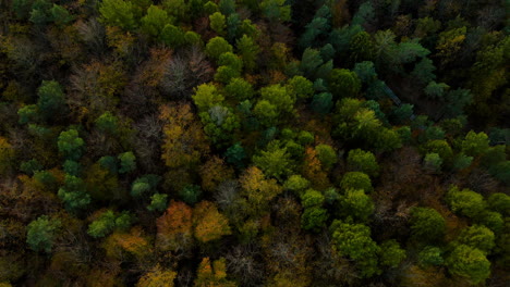 Vuelo-Aéreo-De-Arriba-Hacia-Abajo-Sobre-El-Dosel-De-árboles-Del-Bosque-De-Otoño-Oscuro-Y-Colorido