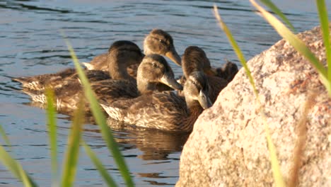 group of young mallard ducks swimming closely together on a lake