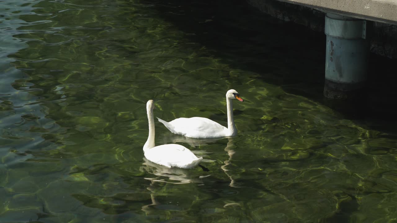 cisnes en el lago miran hacia arriba esperando comida, primer plano lateral, zurich
