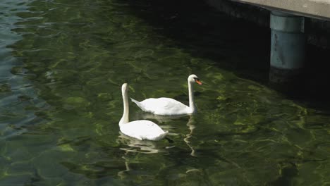 Schwäne-Im-See-Schauen-Nach-Oben-Und-Warten-Auf-Nahrung,-Seitliche-Nahaufnahme,-Zürich