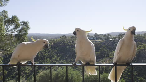 Schiebeaufnahme-Von-Kakadus,-Die-Auf-Einem-Balkon-In-Den-Hügeln-Südaustraliens-Spielen