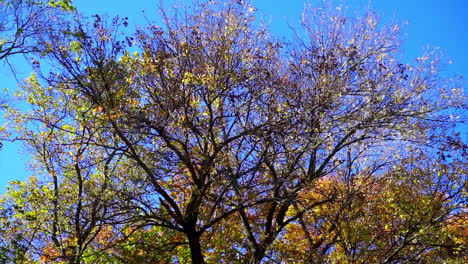 trees with colorful autumn leaves sway gently in breeze against brilliant blue sky.