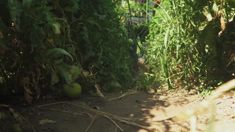 Granjero-Recoge-Cajas-De-Cartón-Y-Camina-Entre-Plantaciones-De-Tomate